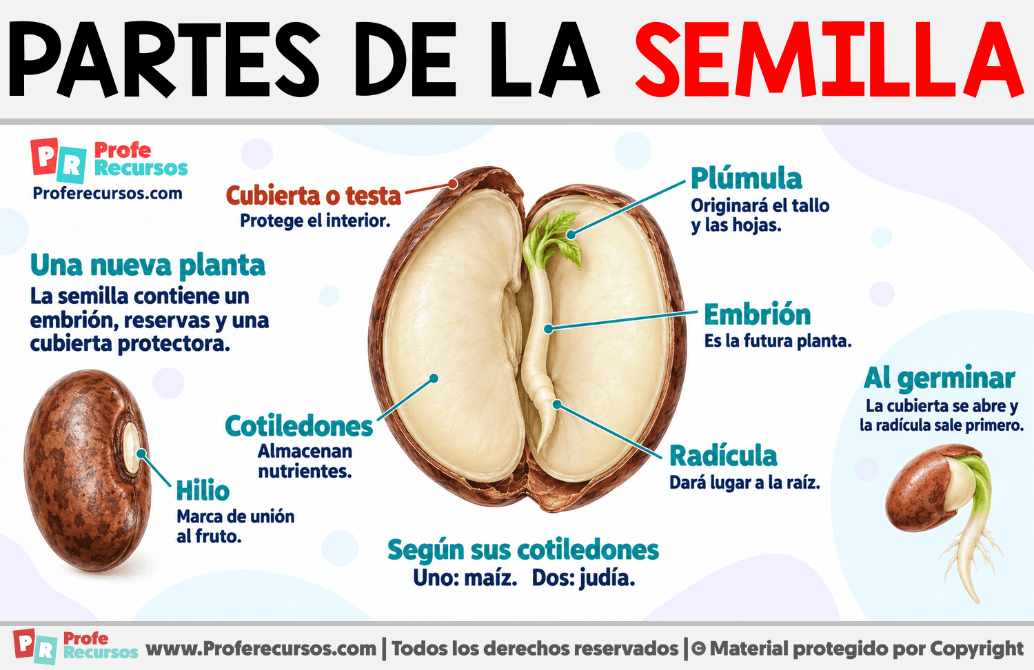 Partes de la semilla Infografia sobre Partes de la semilla