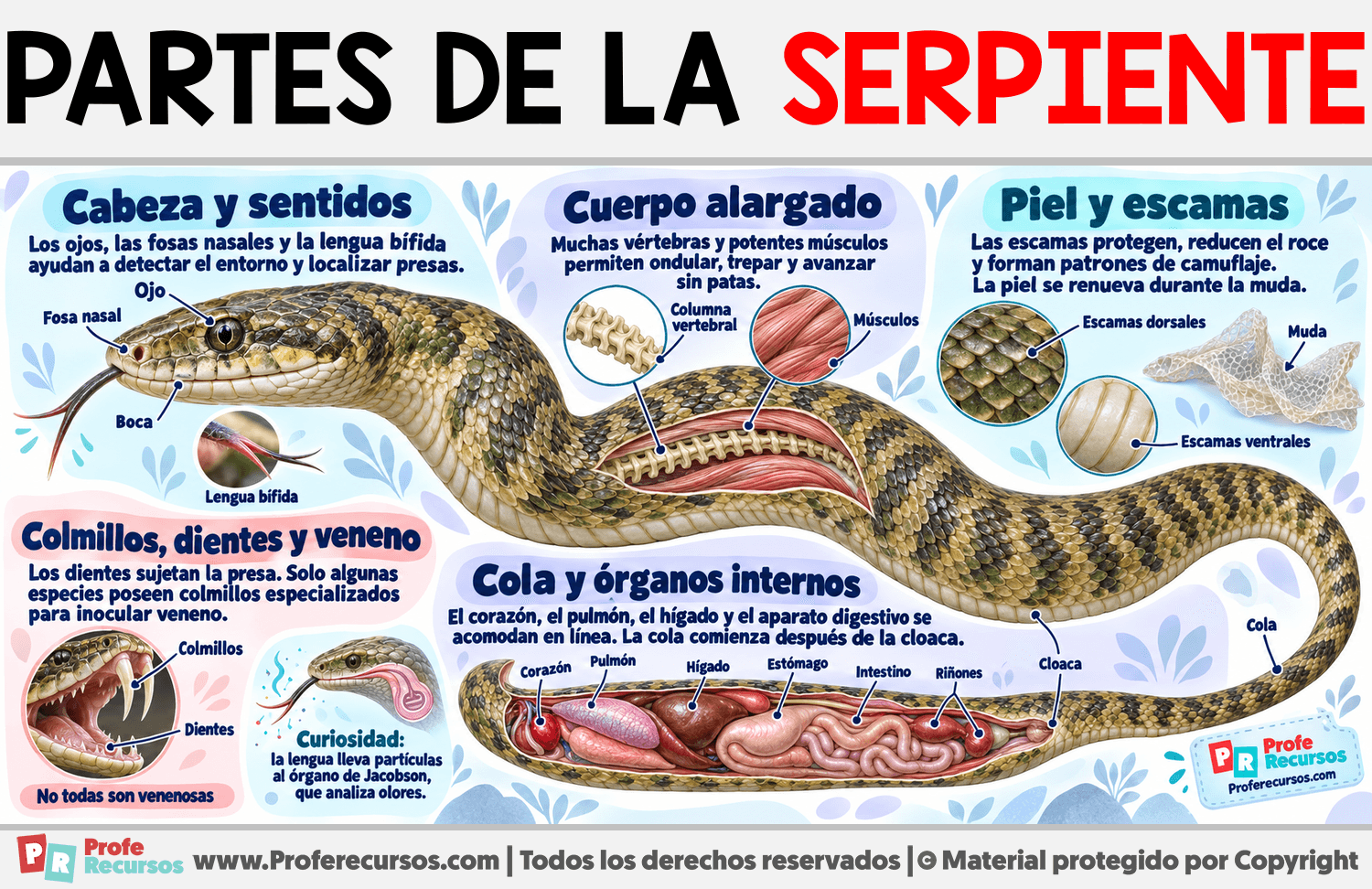 Partes de la Serpiente Infografia sobre Partes de la Serpiente