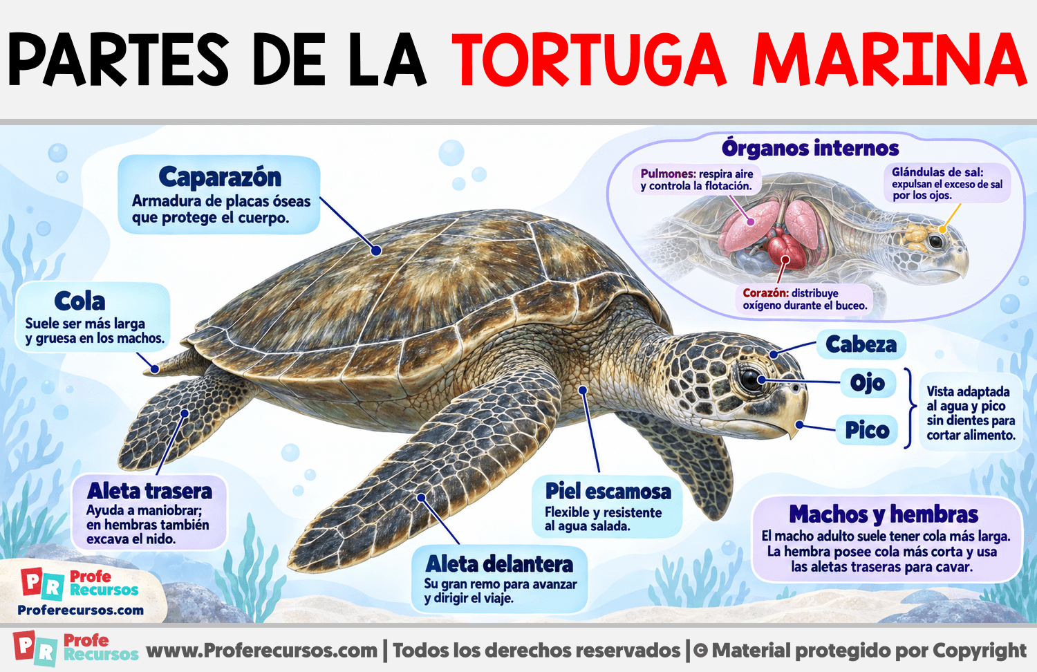 Partes de la Tortuga Marina Infografia sobre Partes de la Tortuga Marina