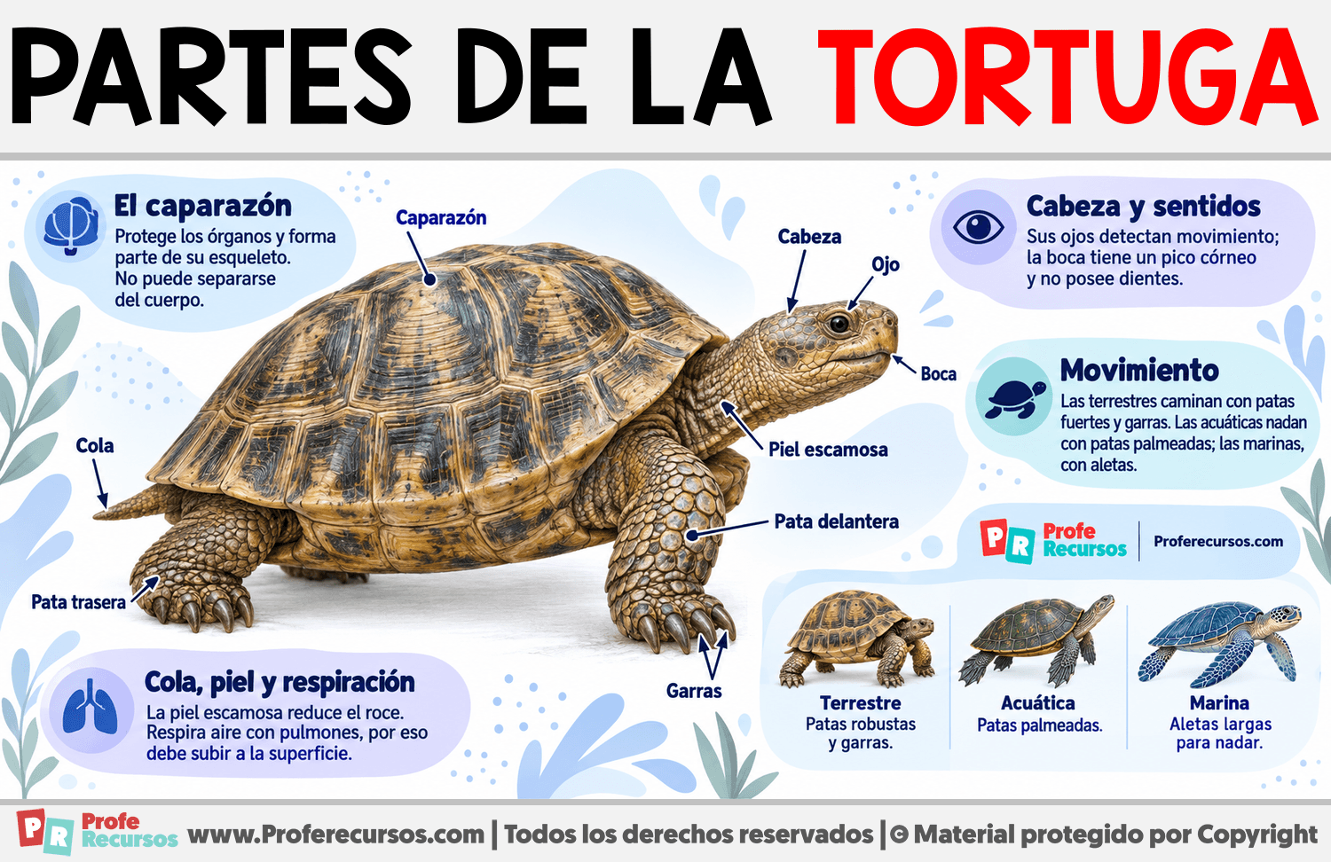 Partes de la Tortuga Infografia sobre Partes de la Tortuga