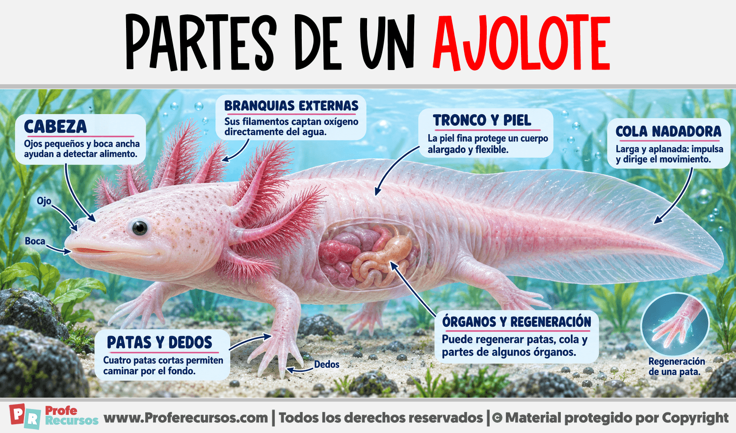 Partes de un Ajolote Infografia sobre Partes de un Ajolote