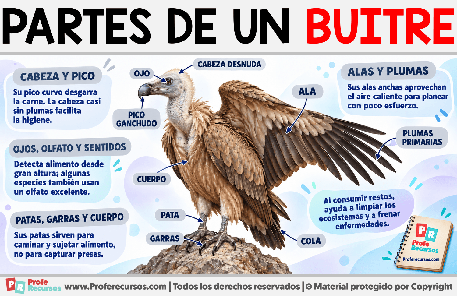 Partes de un Buitre Infografia sobre Partes de un Buitre