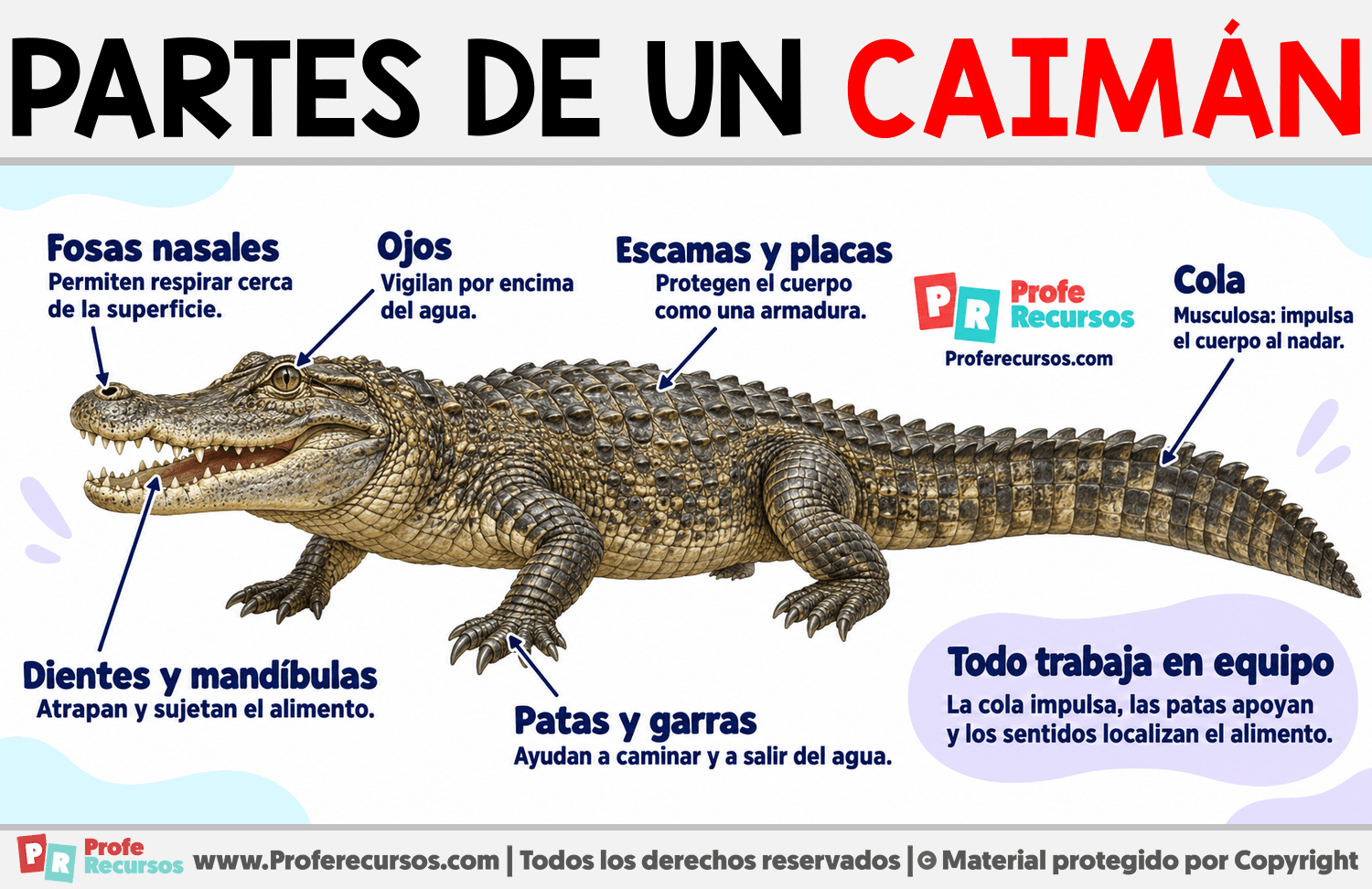 Partes de un Caimán Infografia sobre Partes de un Caimán