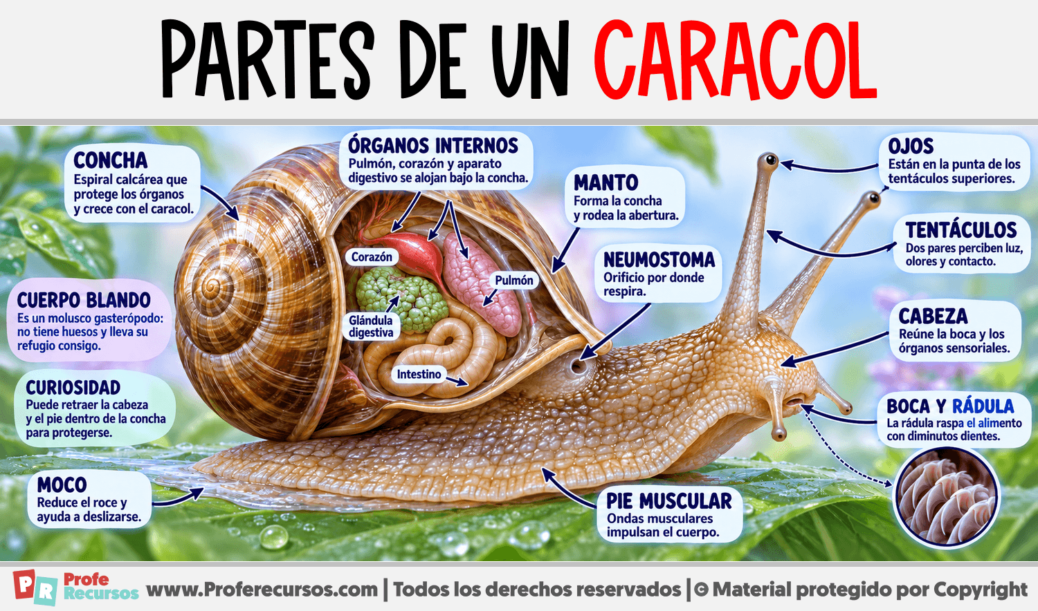 Partes de un Caracol Infografia sobre Partes de un Caracol