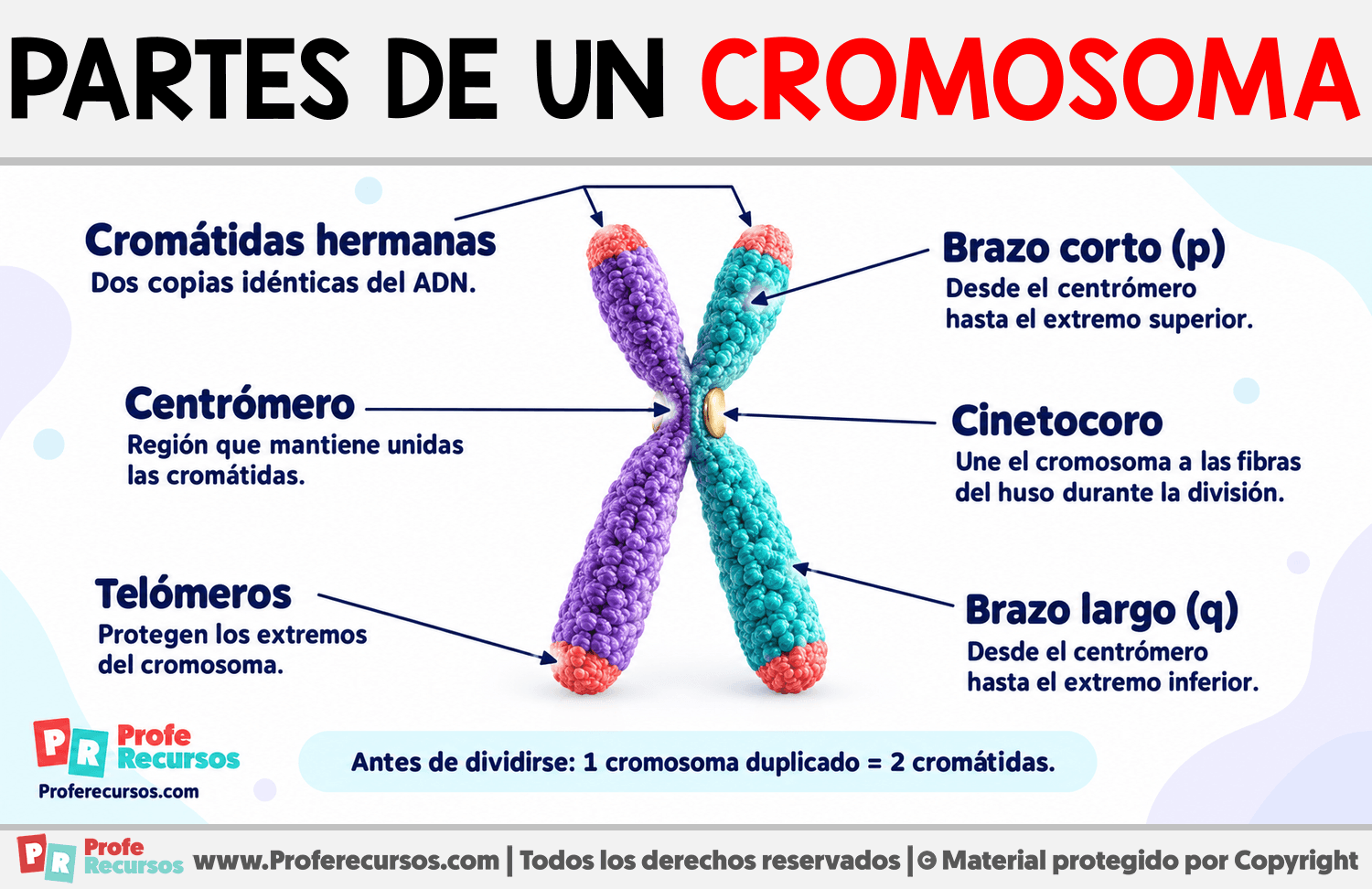 Partes de un cromosoma Infografia sobre Partes de un cromosoma