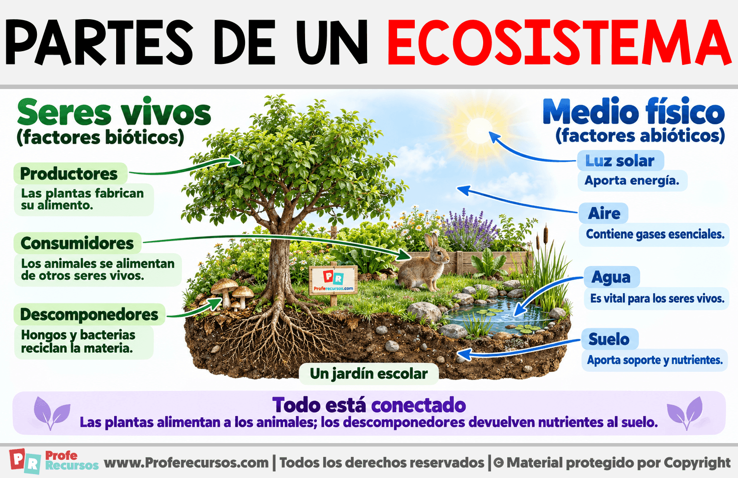 Partes de un ecosistema Infografia sobre Partes de un ecosistema