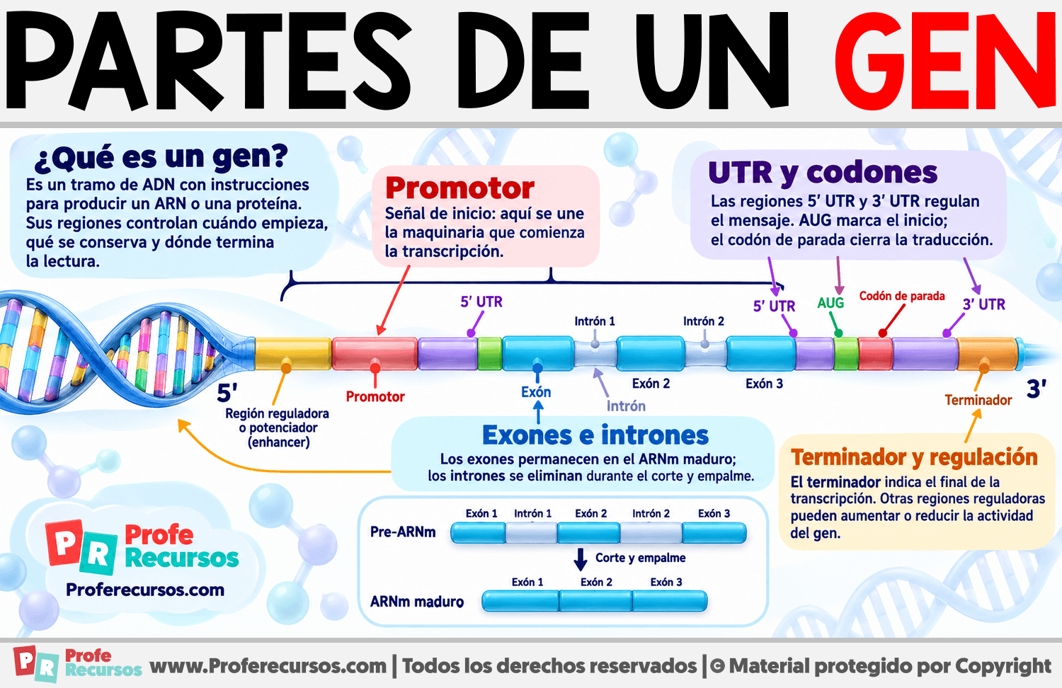 Partes de un Gen Infografia sobre Partes de un Gen