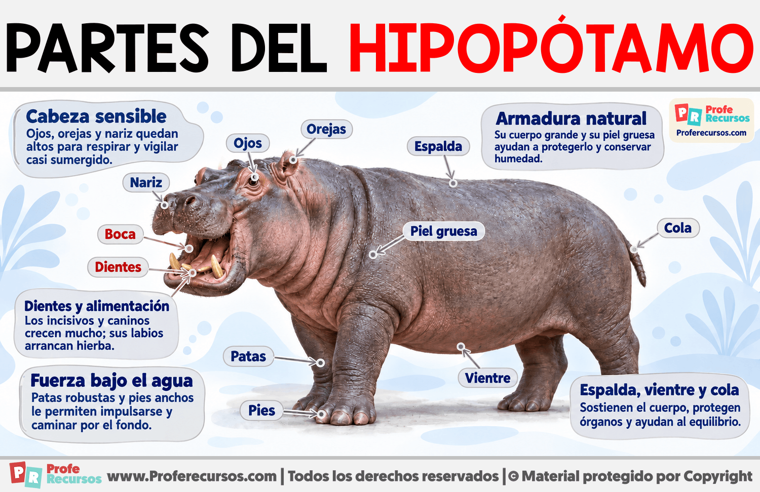 Partes de un Hipopótamo Infografia sobre Partes de un Hipopótamo