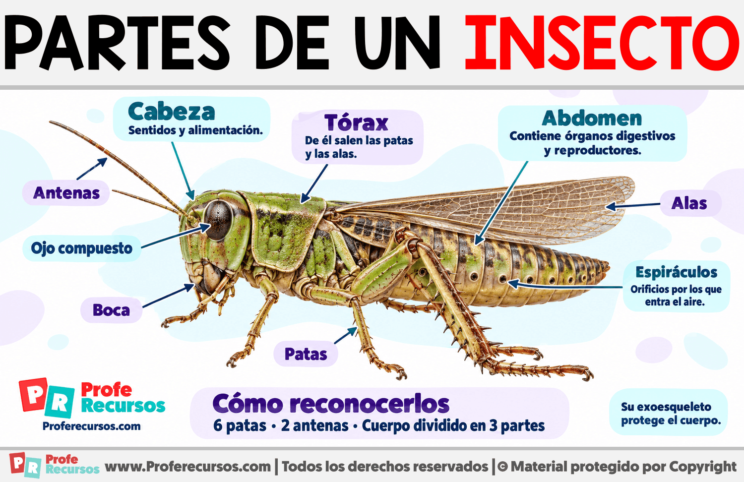 Partes de un insecto Infografia sobre Partes de un insecto