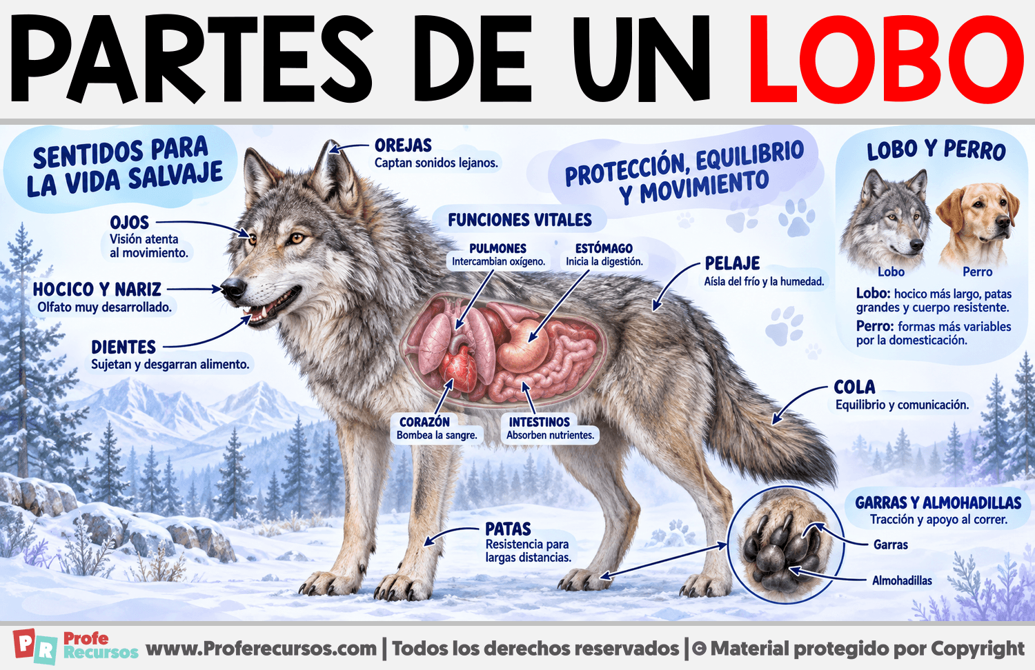 Partes de un Lobo Infografia sobre Partes de un Lobo