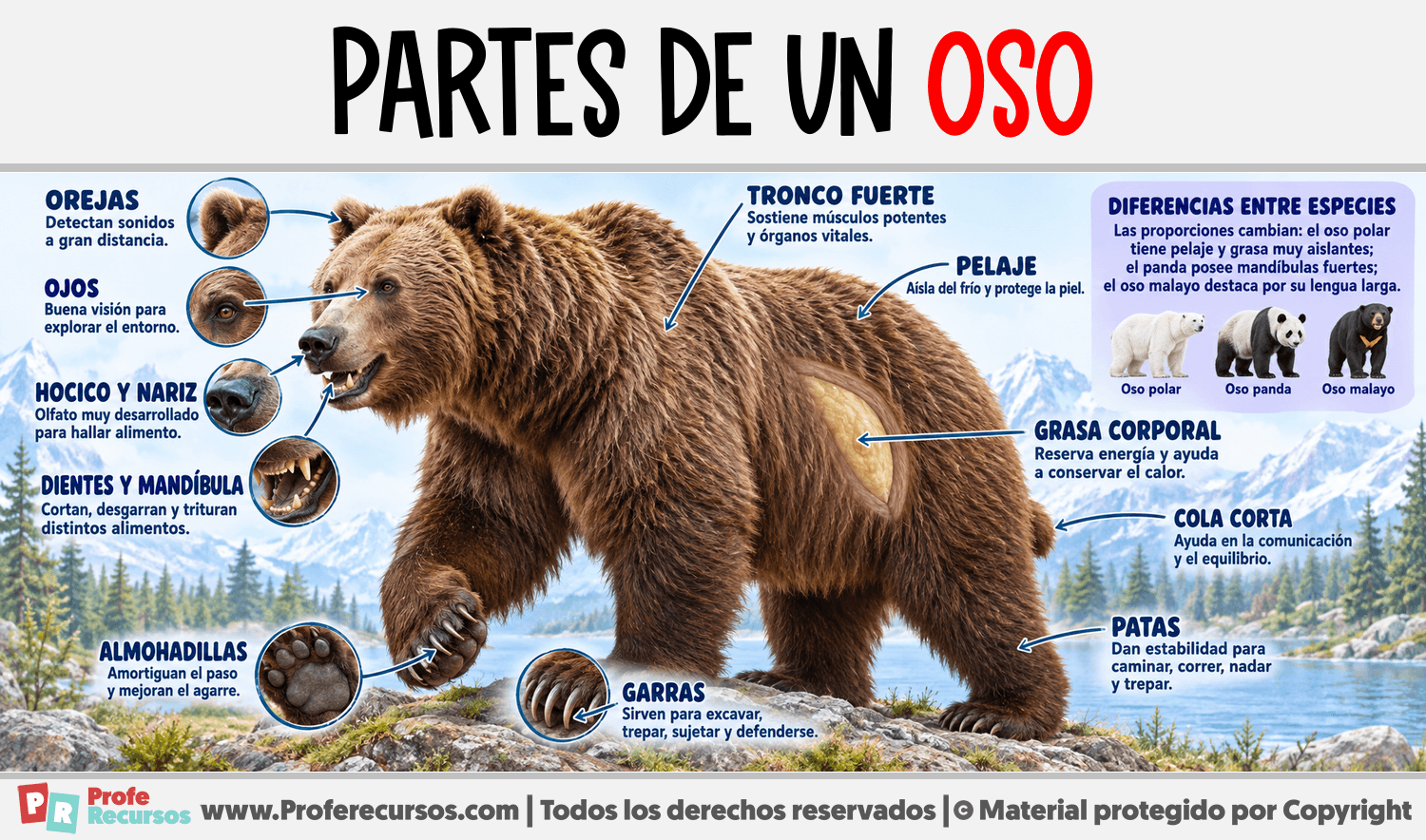 Partes de un Oso Infografia sobre Partes de un Oso