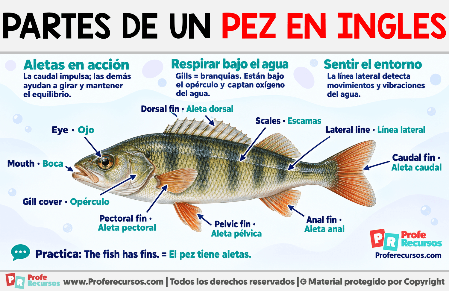 Partes de un pez en ingles Infografia sobre Partes de un pez en ingles