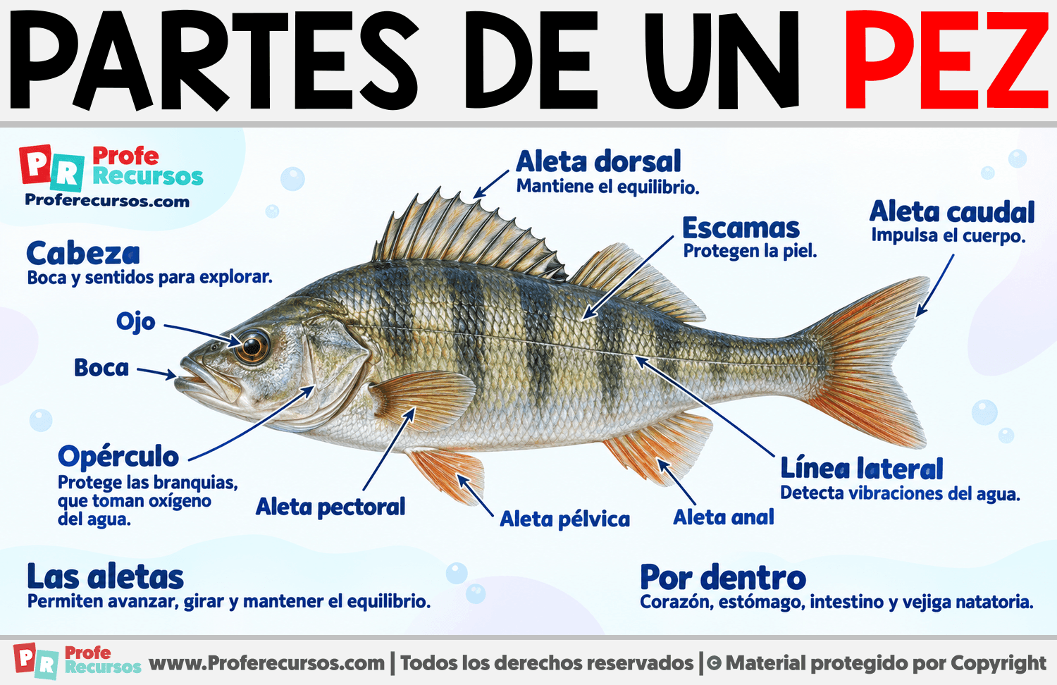 Partes de un Pez Infografia sobre Partes de un Pez