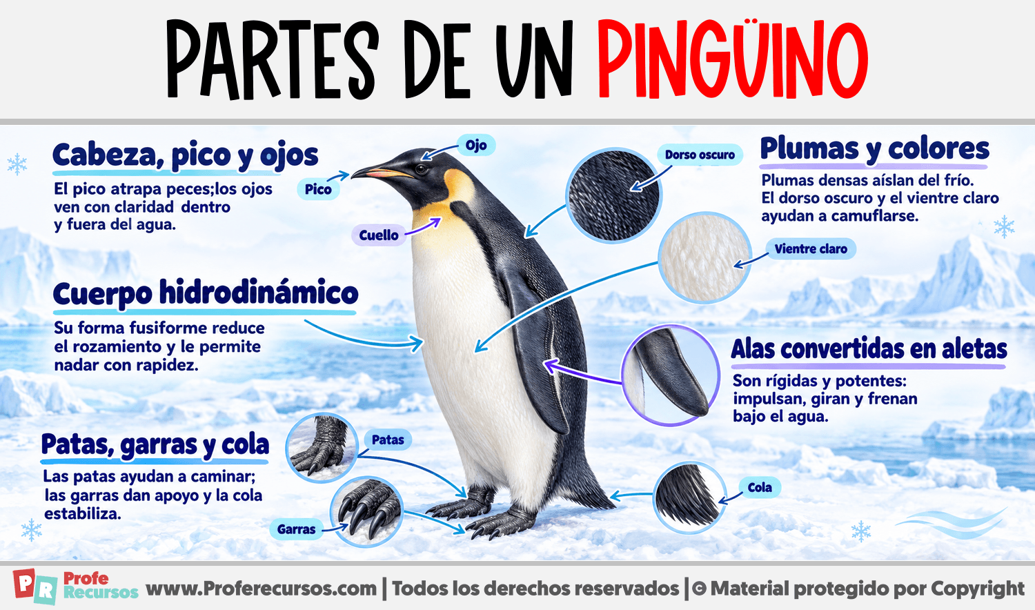 Partes de un Pingüino Infografia sobre Partes de un Pingüino