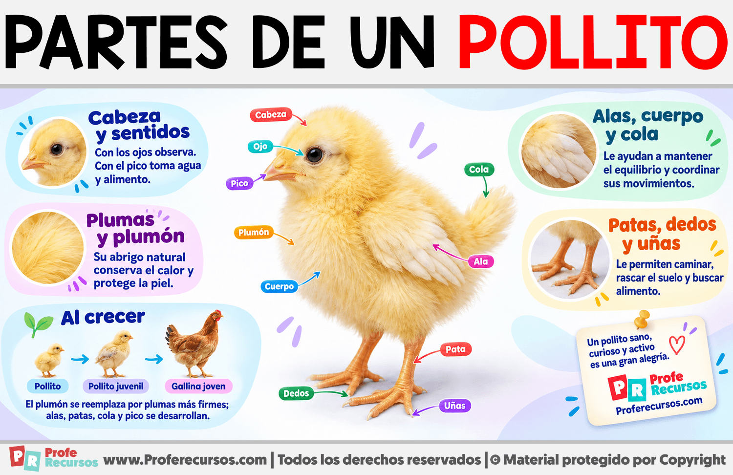Partes de un Pollito Infografia sobre Partes de un Pollito