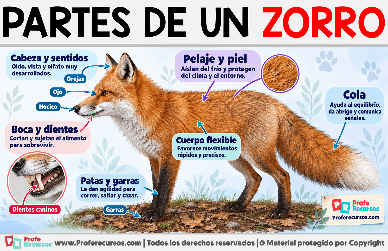 Partes de un Zorro Infografia sobre Partes de un Zorro