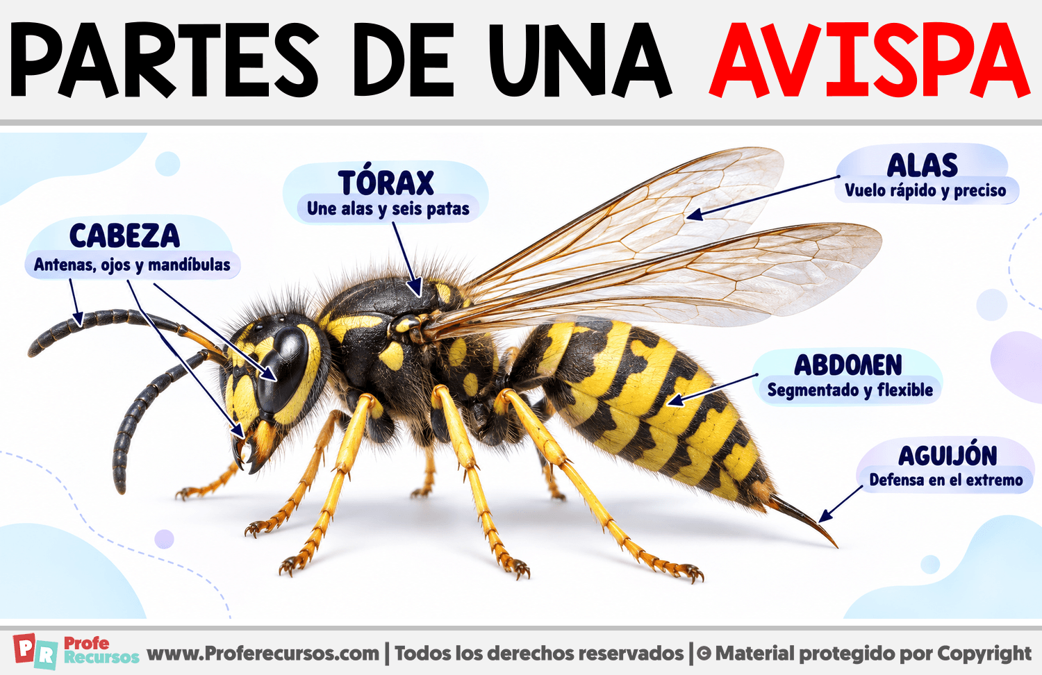 Partes de una Avispa Infografia sobre Partes de una Avispa