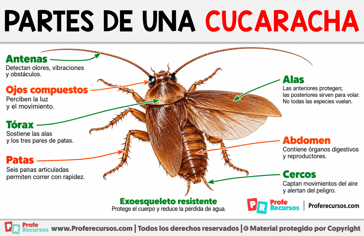 Partes de una cucaracha Infografia sobre Partes de una cucaracha
