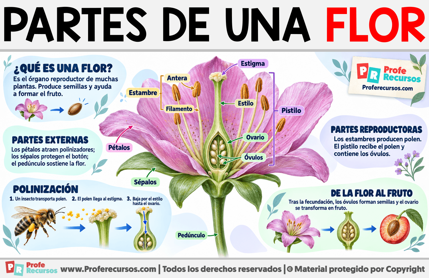Partes de una Flor Infografia sobre Partes de una Flor