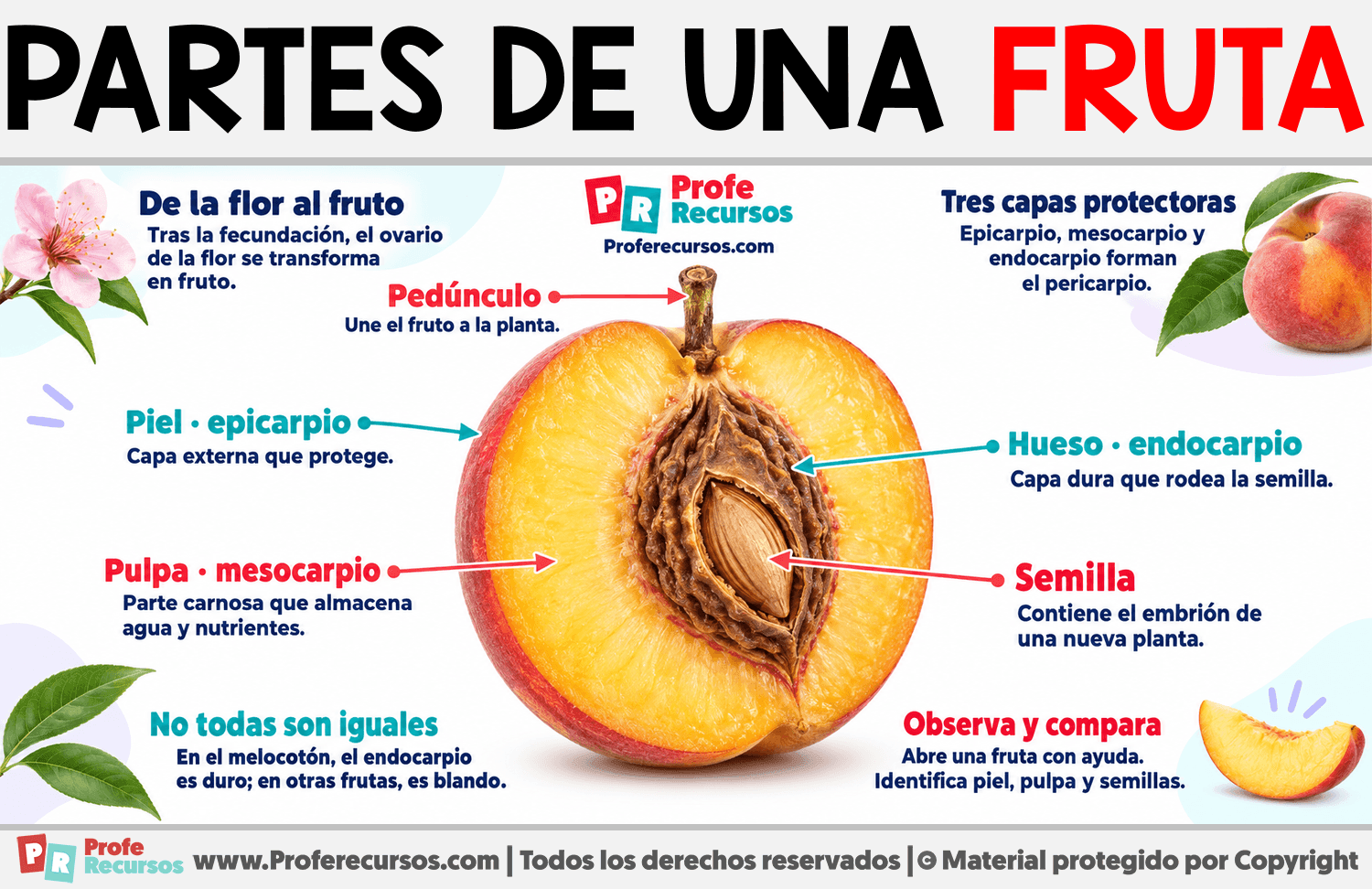 Partes de una Fruta Infografia sobre Partes de una Fruta