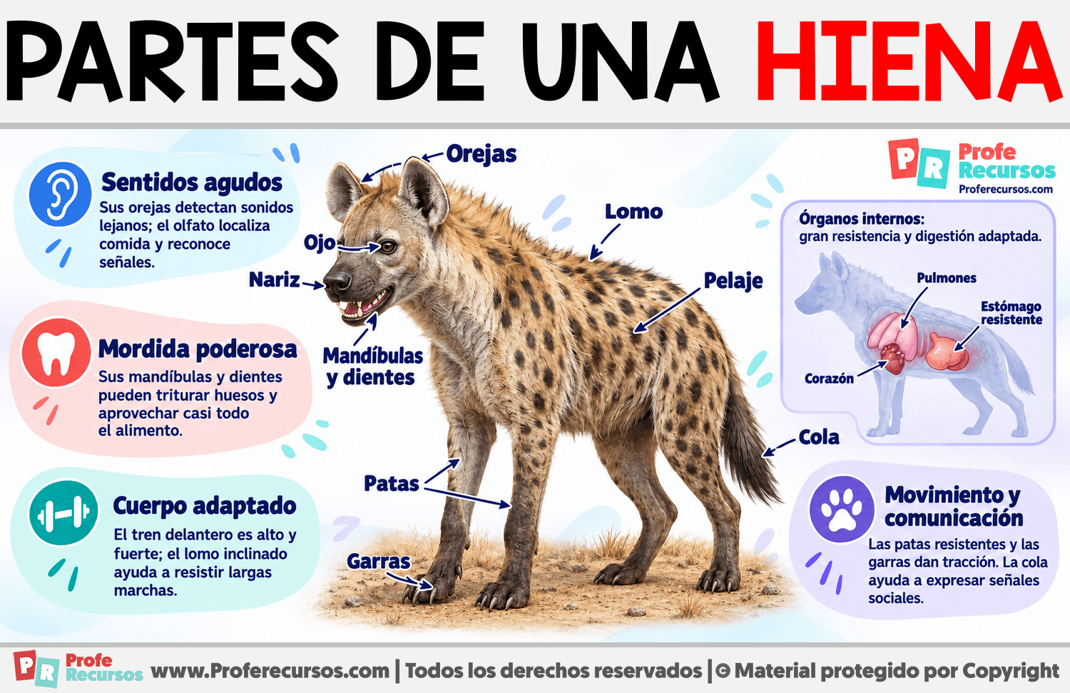 Partes de una Hiena Infografia sobre Partes de una Hiena