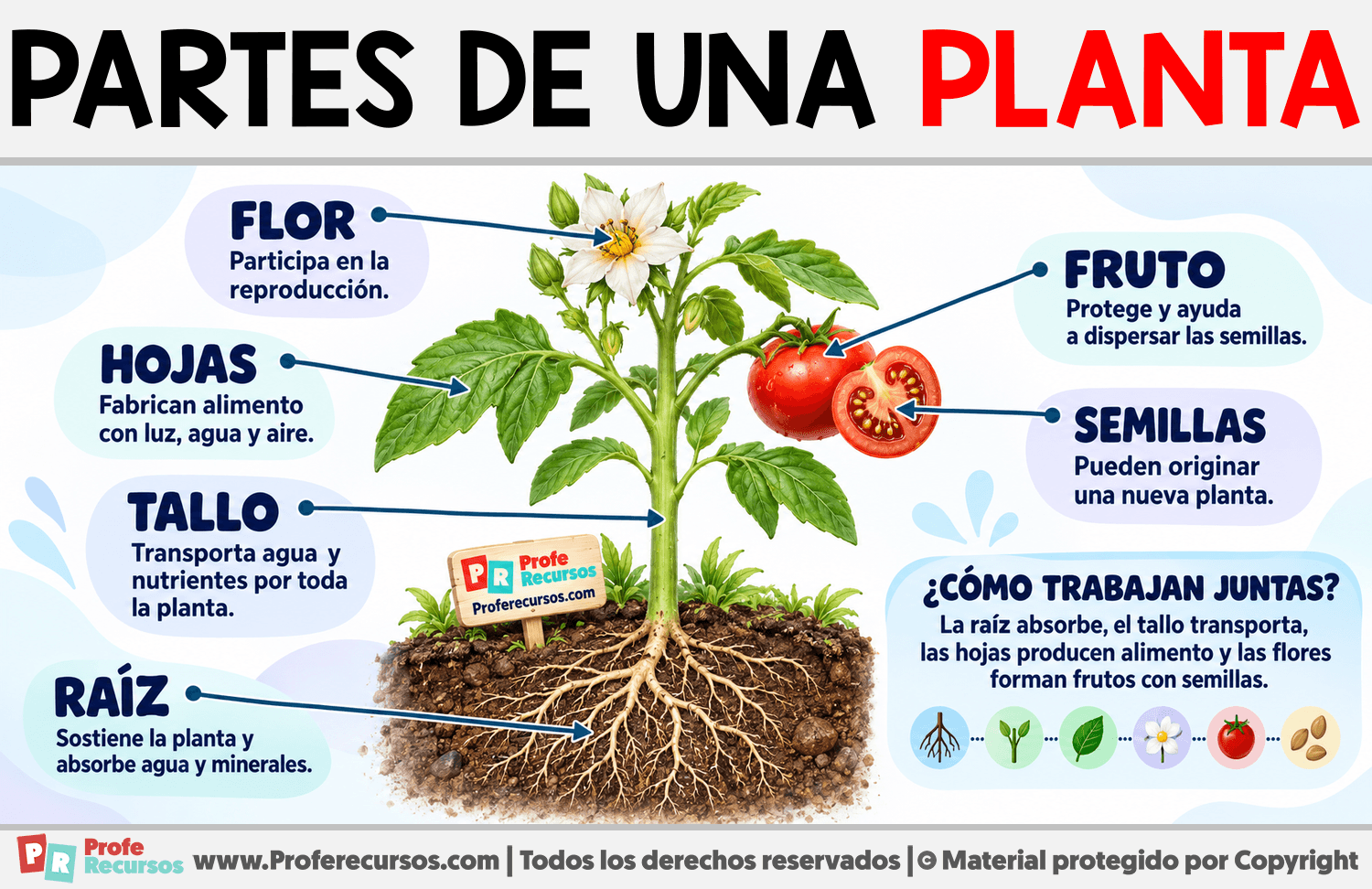 Partes de una Planta Infografia sobre Partes de una Planta