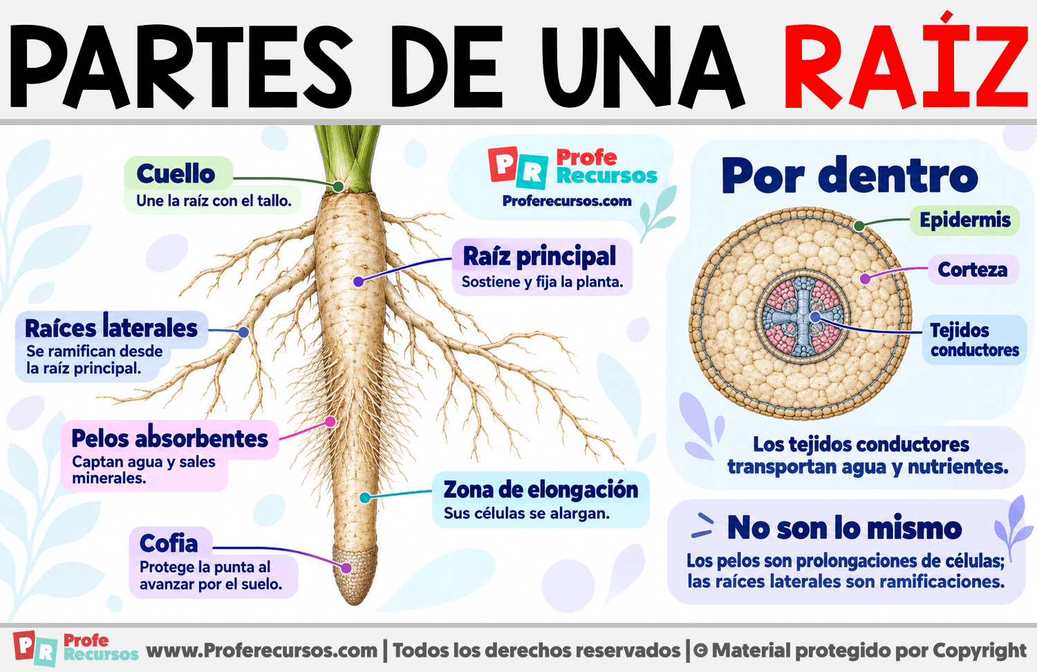 Partes de una raíz Infografia sobre Partes de una raíz