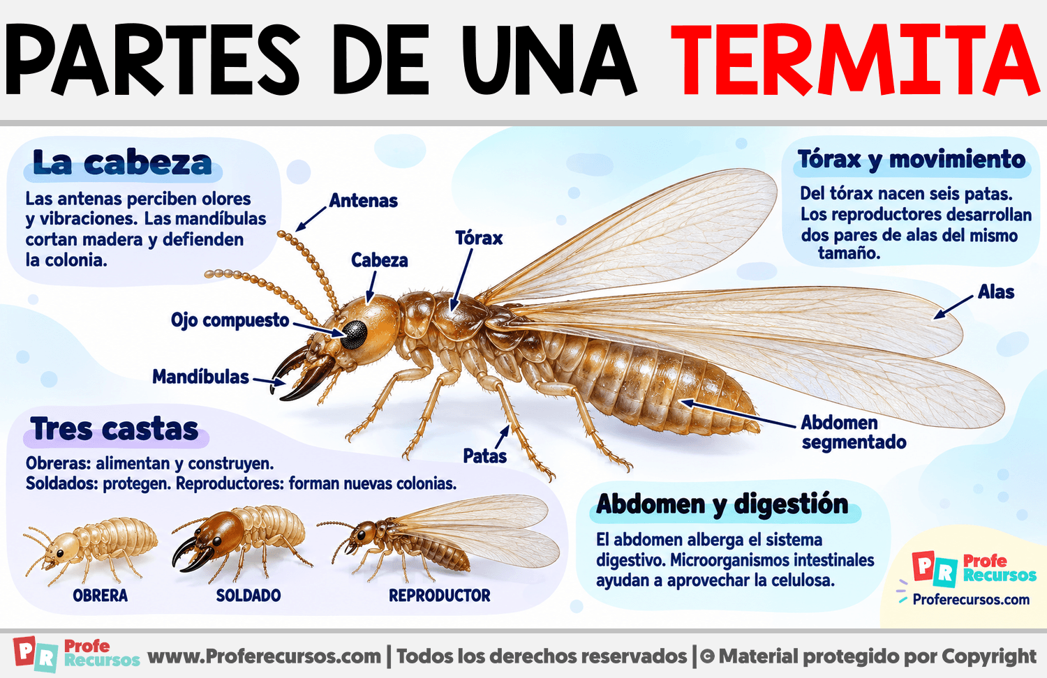 Partes de una Termita Infografia sobre Partes de una Termita