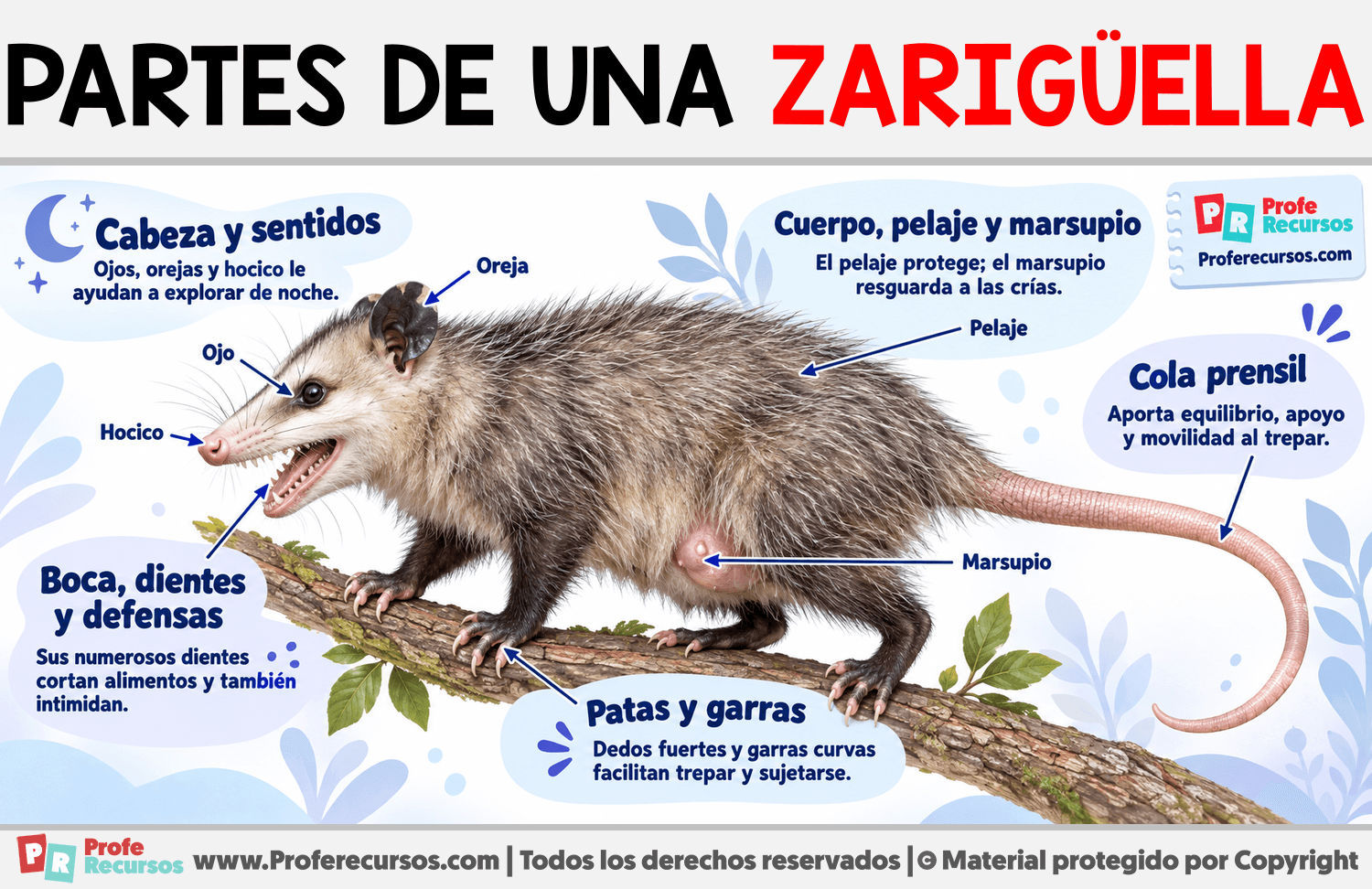 Partes de una Zarigüella Infografia sobre Partes de una Zarigüella
