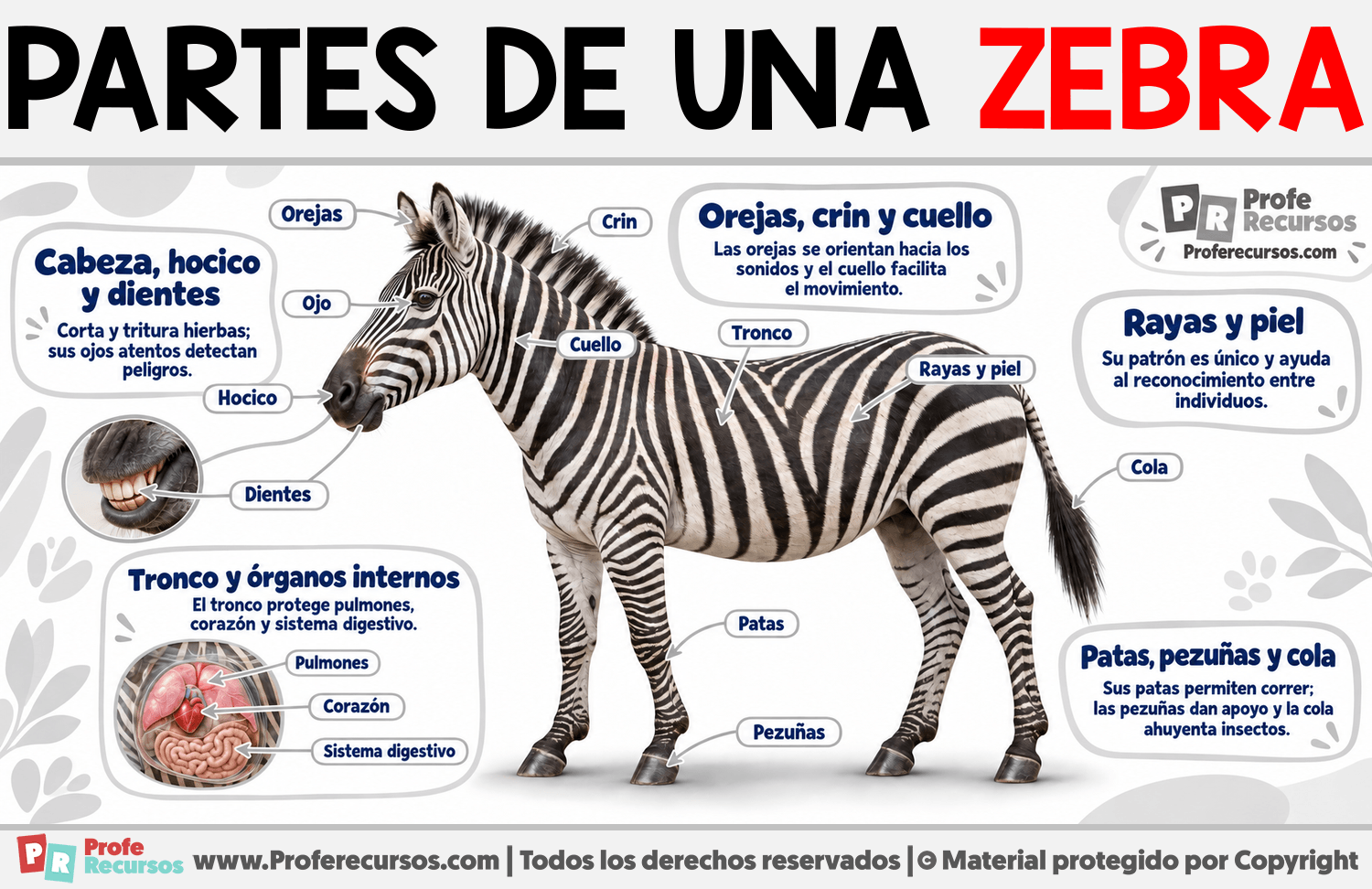 Partes de una Zebra Infografia sobre Partes de una Zebra