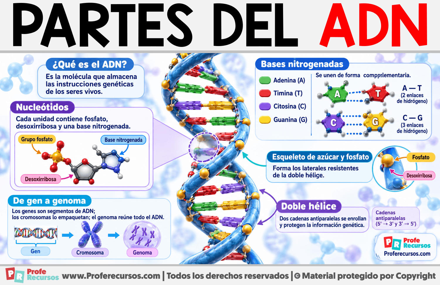 Partes del ADN Infografia sobre Partes del ADN