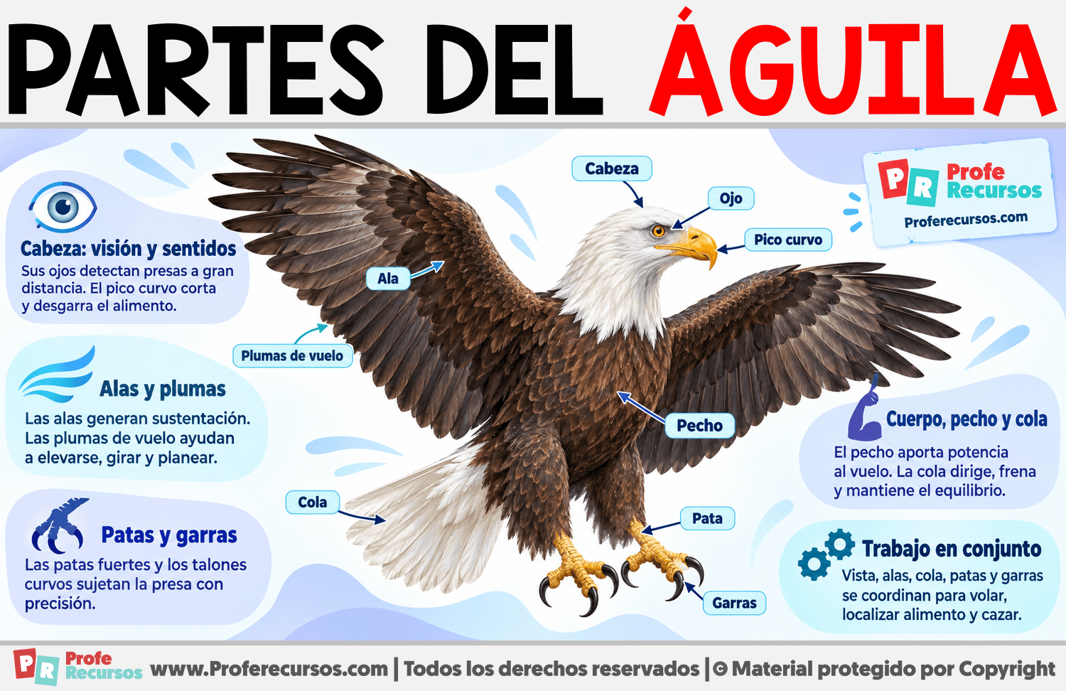 Partes del Águila Infografia sobre Partes del Águila