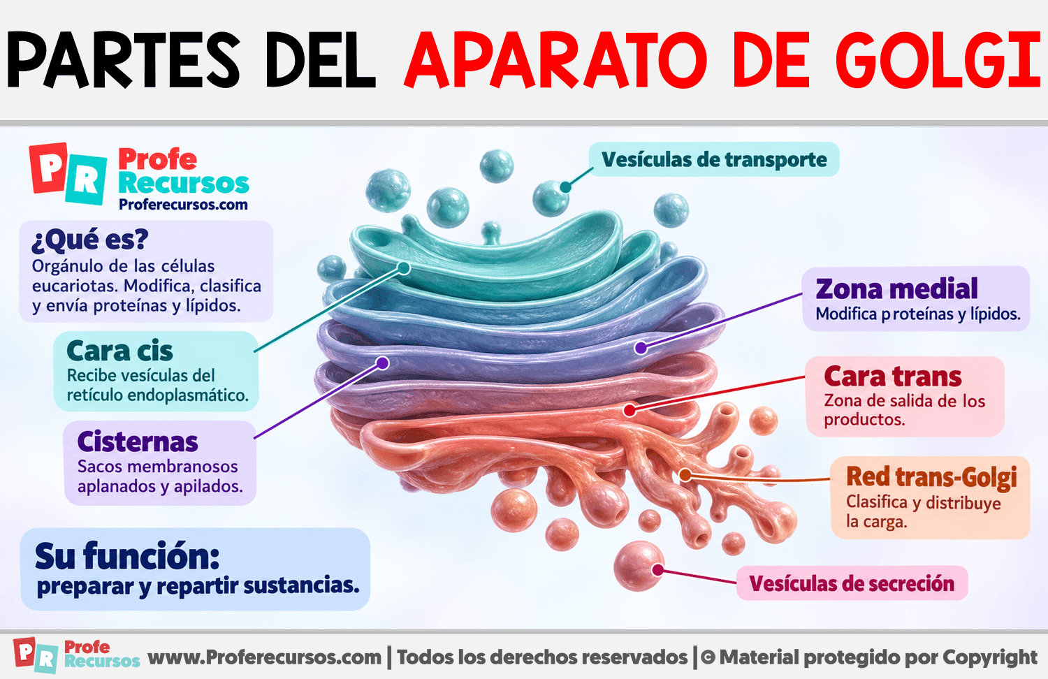 Partes del aparato de Golgi Infografia sobre Partes del aparato de Golgi