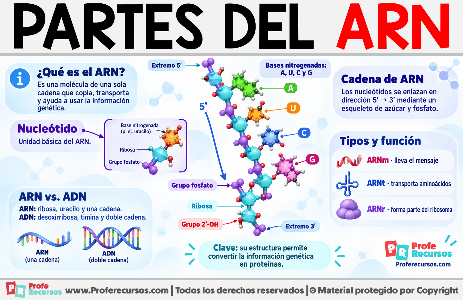 Partes del ARN Infografia sobre Partes del ARN