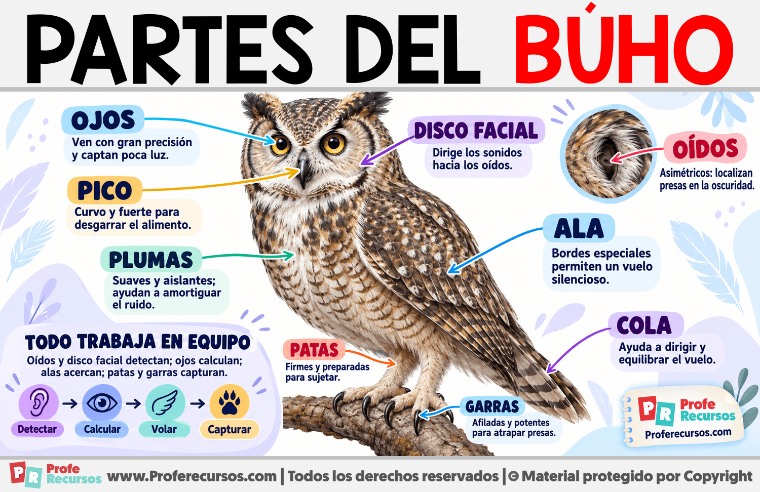 Partes del Búho Infografia sobre Partes del Búho