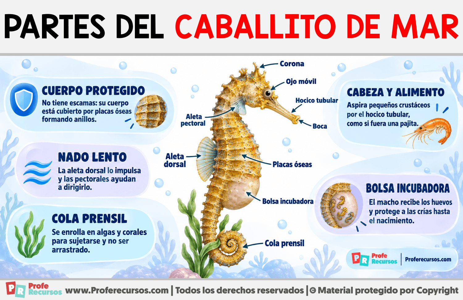 Partes del Caballito de Mar Infografia sobre Partes del Caballito de Mar