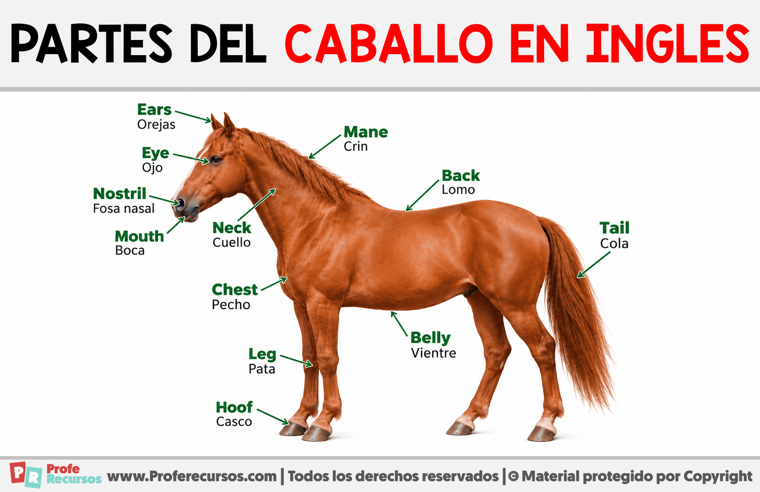 Partes del caballo en ingles Infografia sobre Partes del caballo en ingles