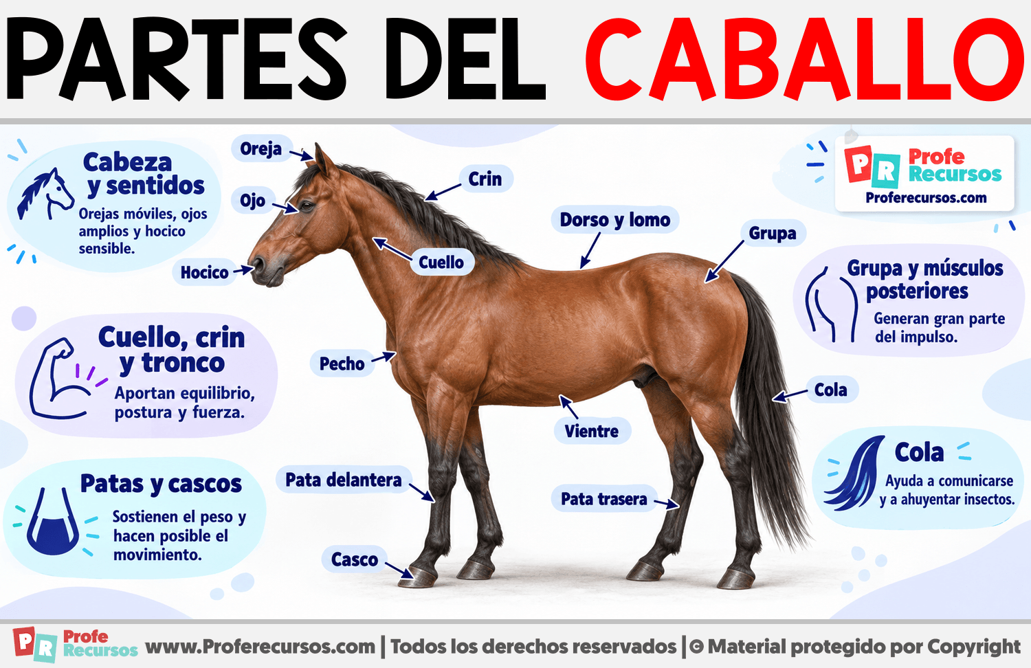 Partes del Caballo Infografia sobre Partes del Caballo