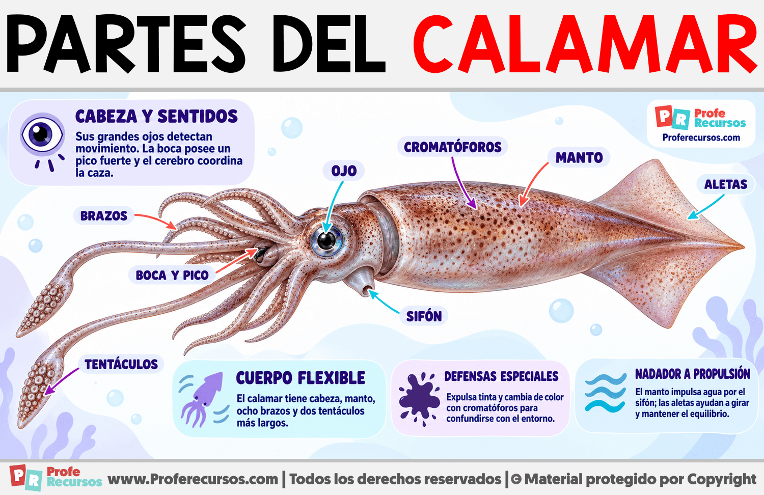 Partes del Calamar Infografia sobre Partes del Calamar
