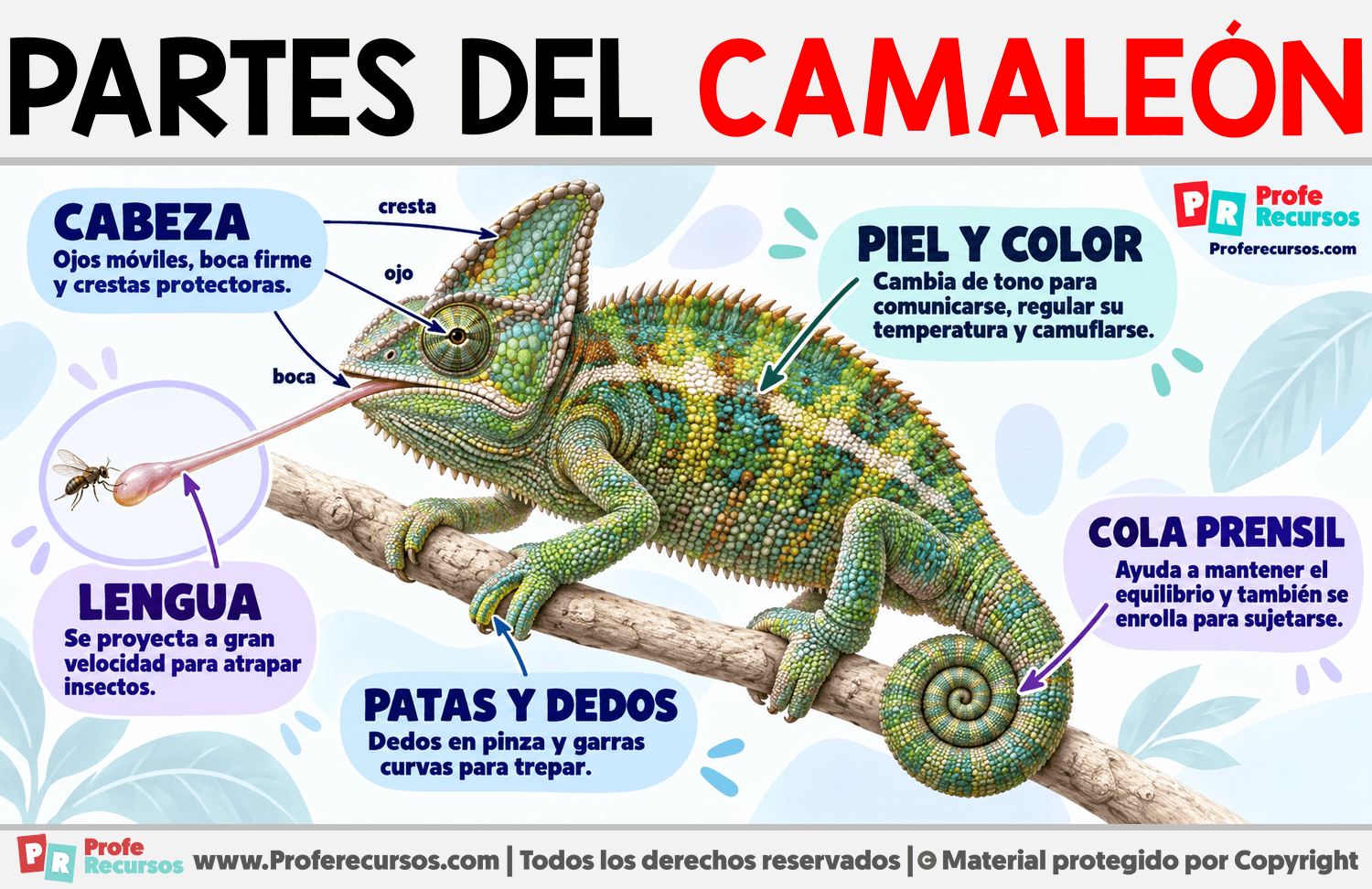 Partes del Camaleón Infografia sobre Partes del Camaleón