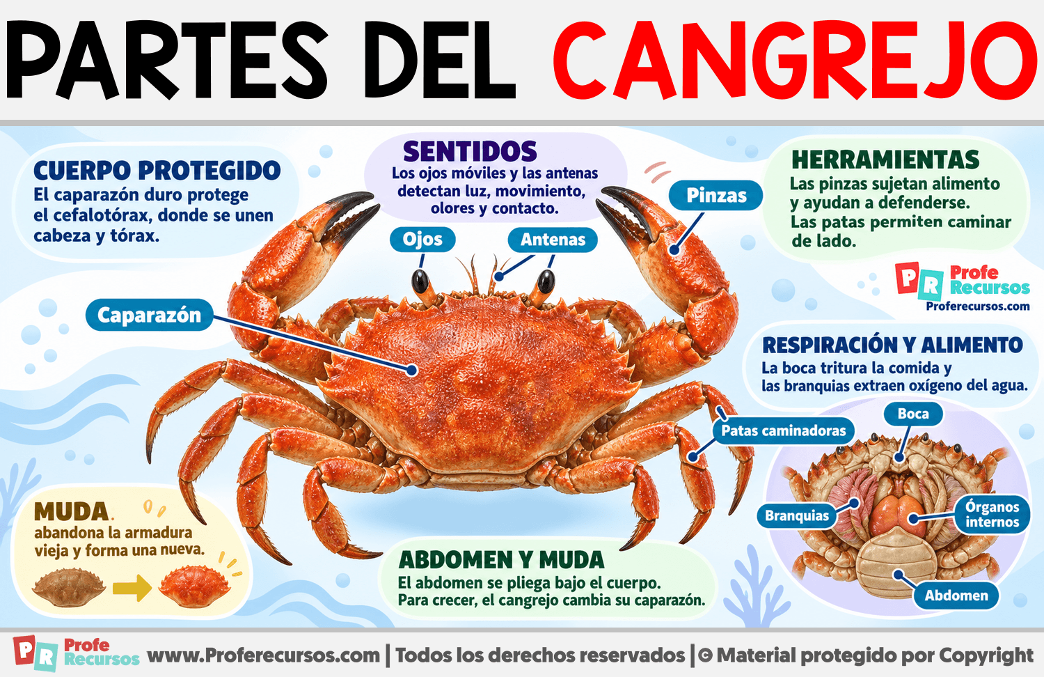 Partes del Cangrejo Infografia sobre Partes del Cangrejo
