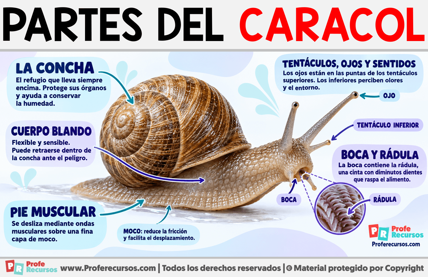 Partes del Caracol Infografia sobre Partes del Caracol
