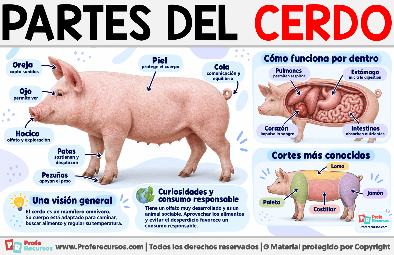 Partes del Cerdo Infografia sobre Partes del Cerdo