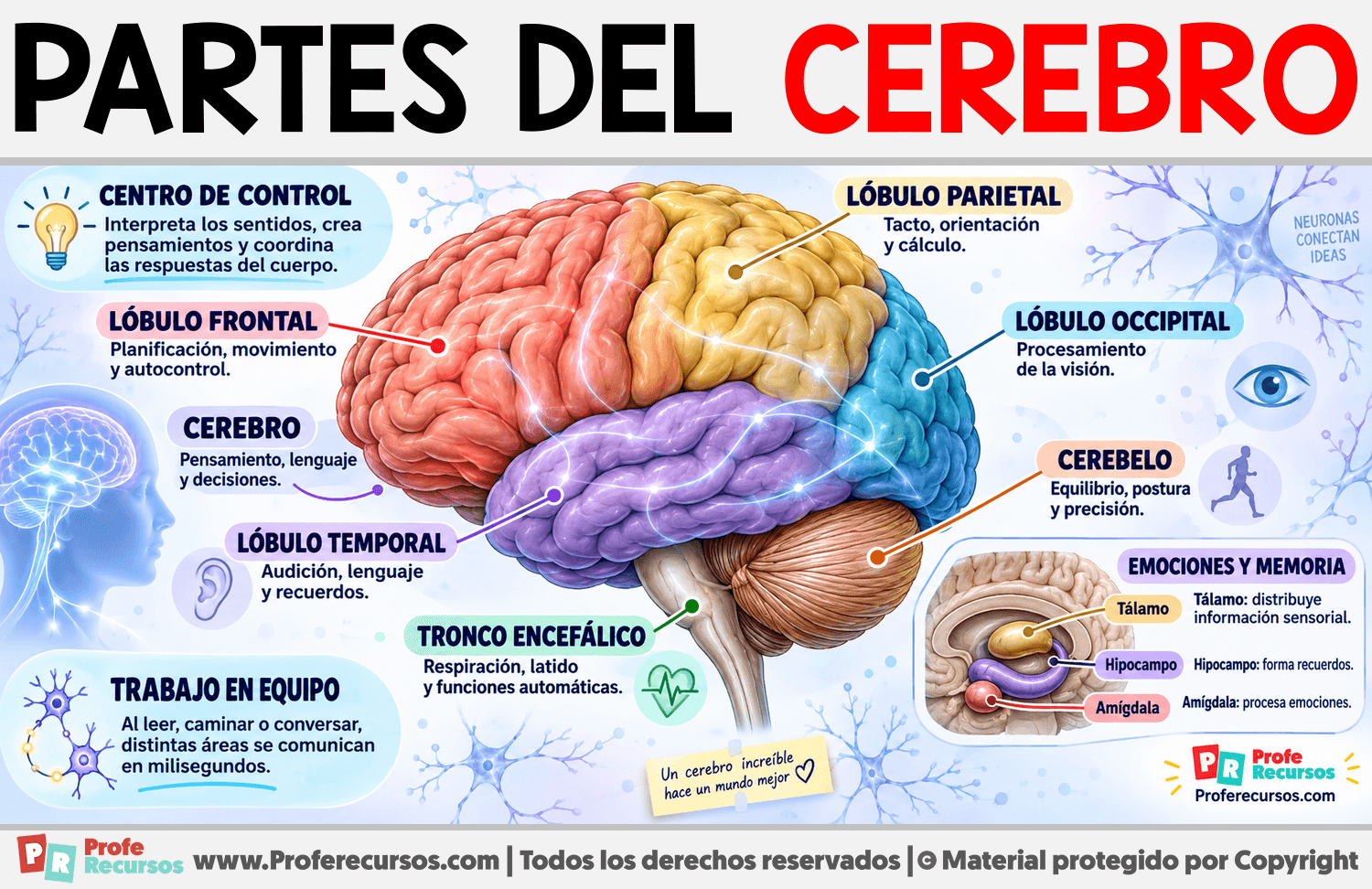 Partes del Cerebro Infografia sobre Partes del Cerebro