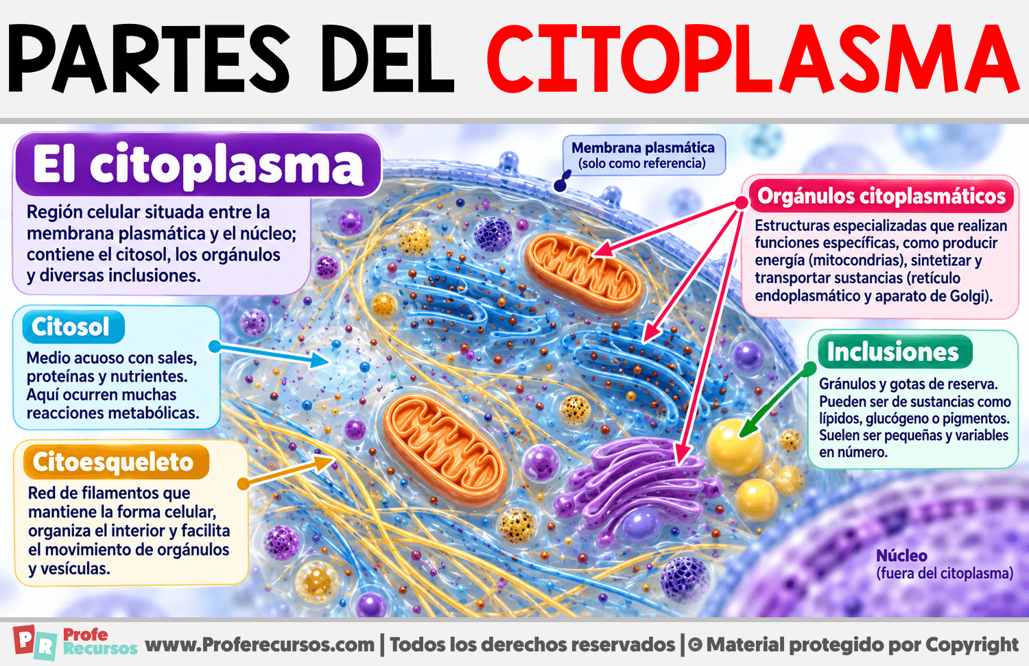 Partes del Citoplasma Infografia sobre Partes del Citoplasma