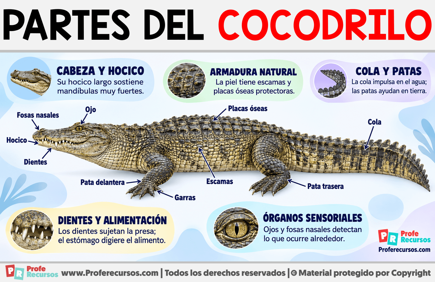 Partes del Cocodrilo Infografia sobre Partes del Cocodrilo