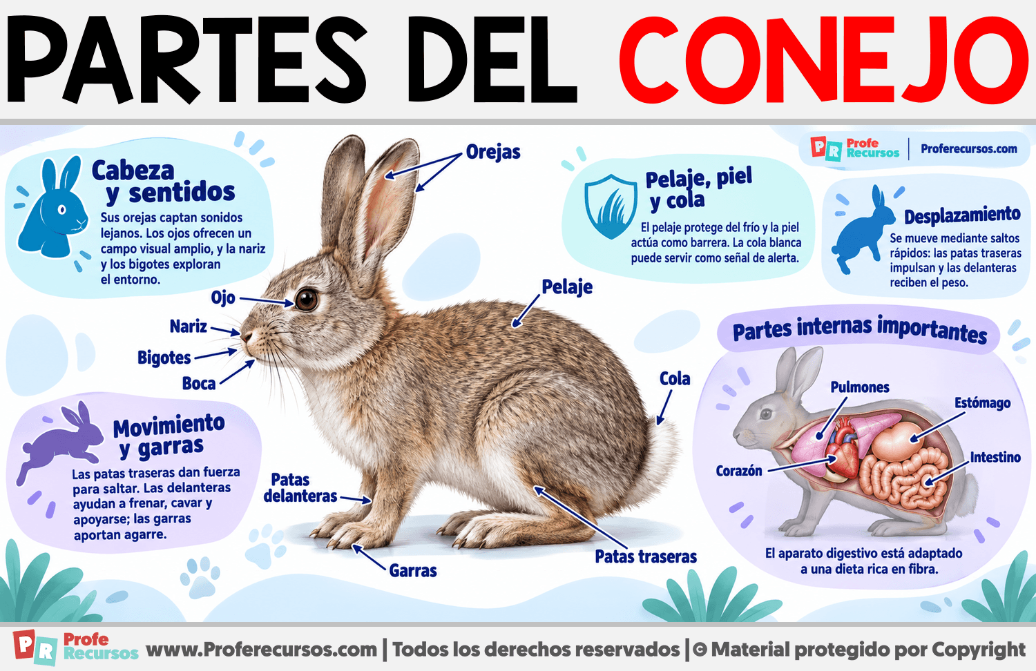 Partes del Conejo Infografia sobre Partes del Conejo