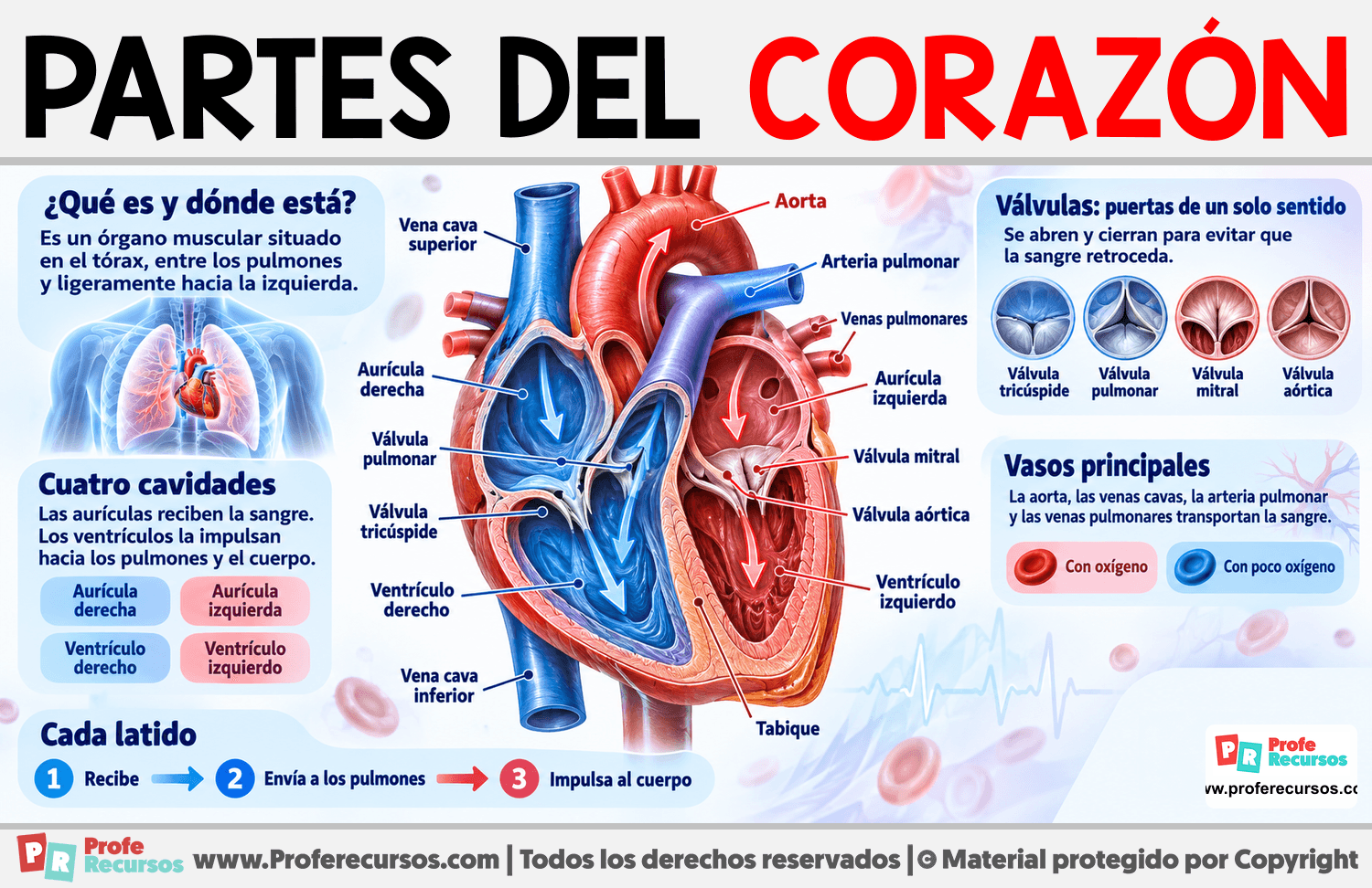 Partes del Corazón Infografia sobre Partes del Corazón
