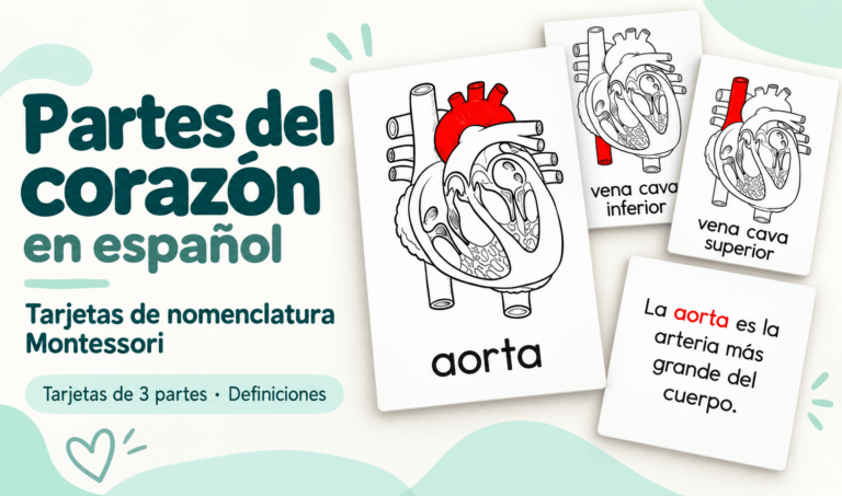 Partes del corazón en español: tarjetas de nomenclatura Montessori