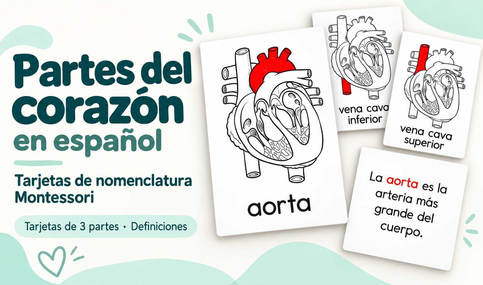 Partes del corazón en español: tarjetas de nomenclatura Montessori Actividades de vuelta al cole en espanol - Partes del corazón en español: tarjetas de nomenclatura Montessori